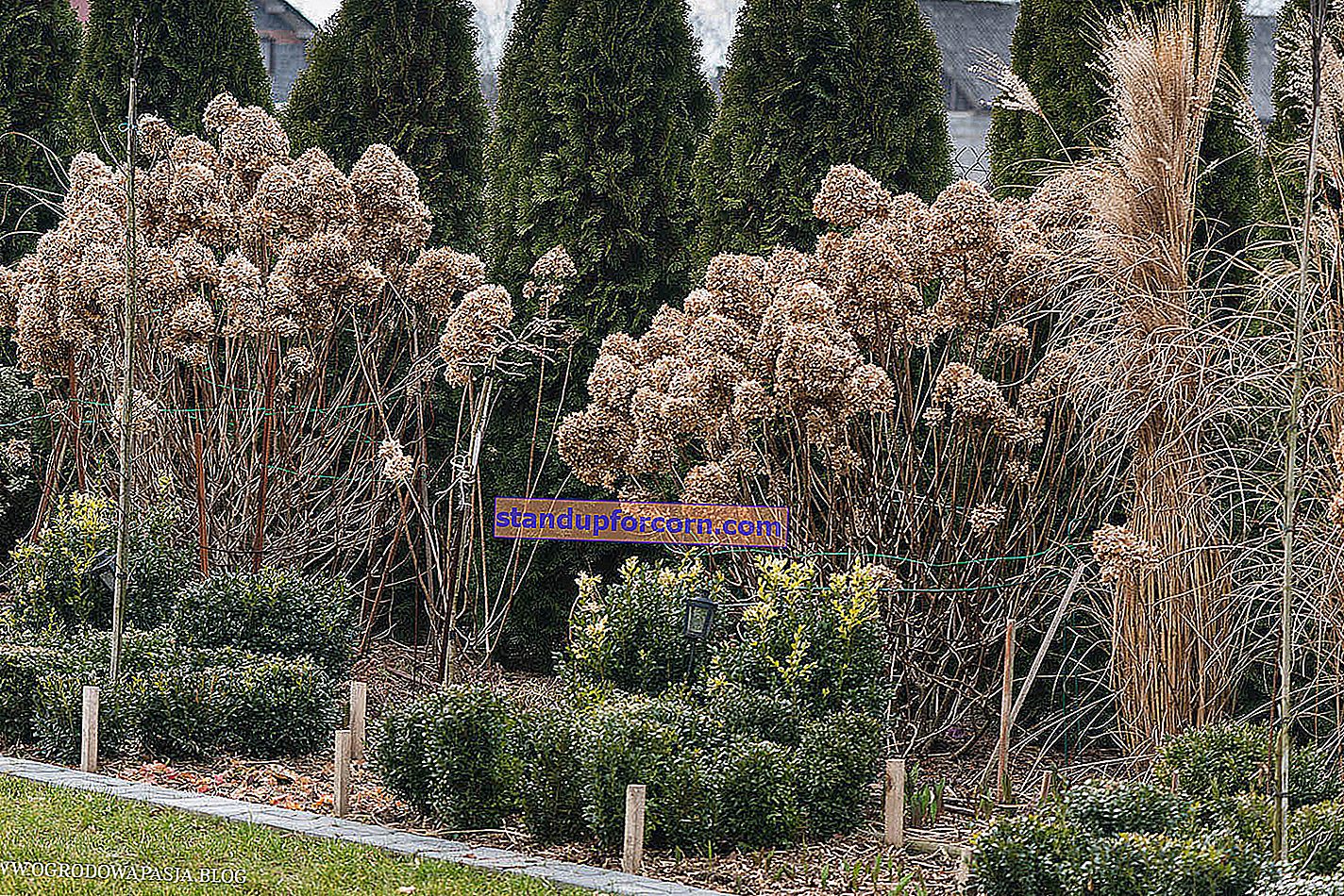 Pjovimo hortenzijos. Kaip ir kada genėti hortenzijas?