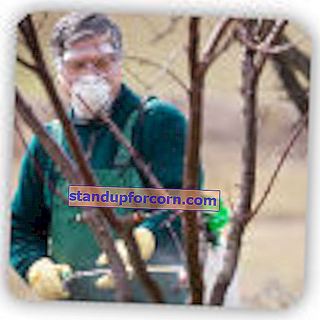 Vaismedžių purškimo sklype grafikas