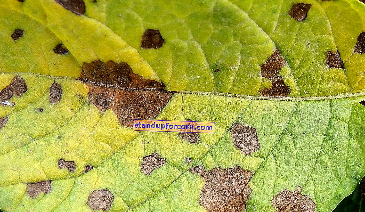 Bulvių maras ant pomidorų - simptomai, kontrolė, purškimas