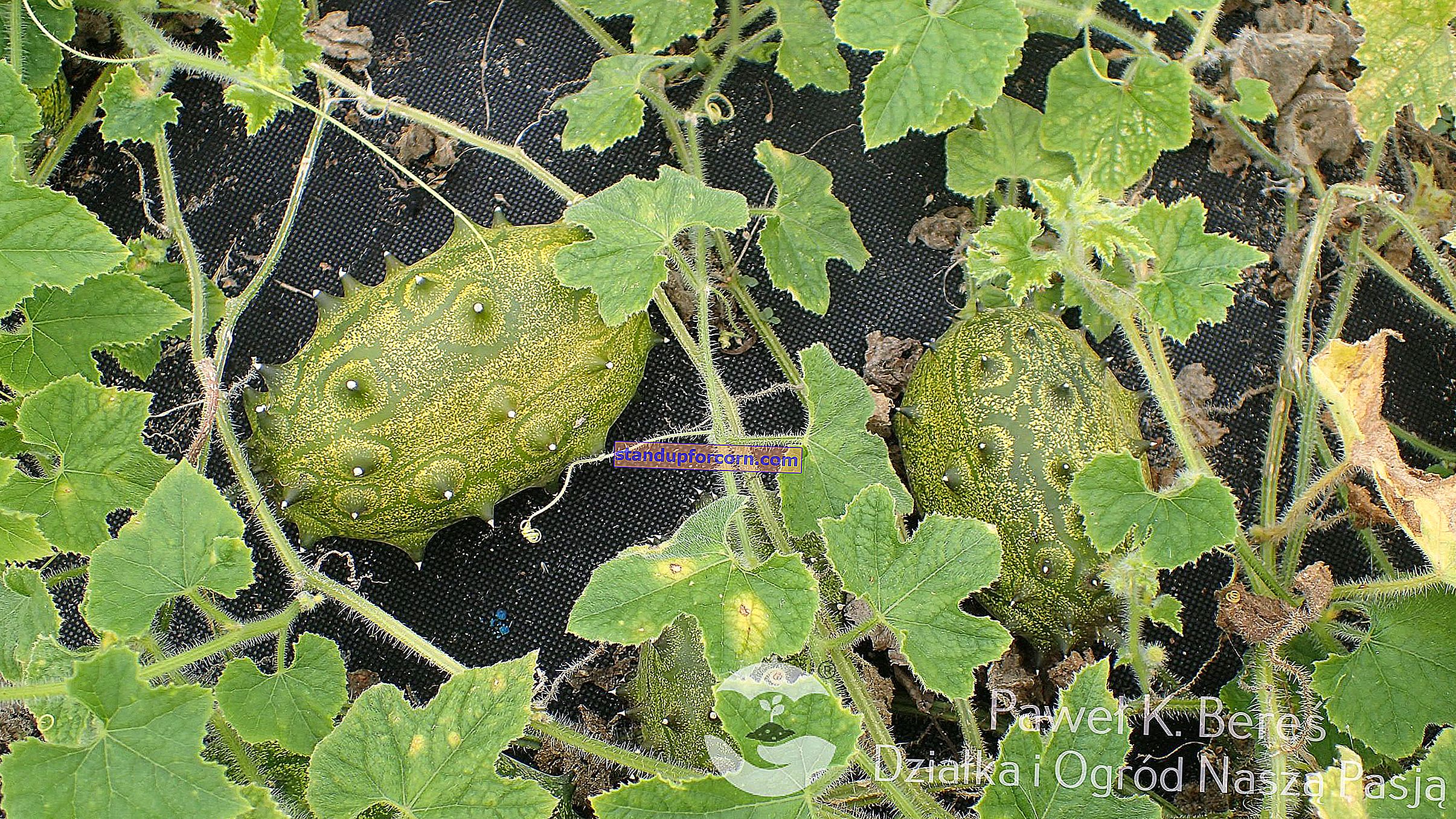 Kivanas, spygliuotas agurkas - auginimas Lenkijoje