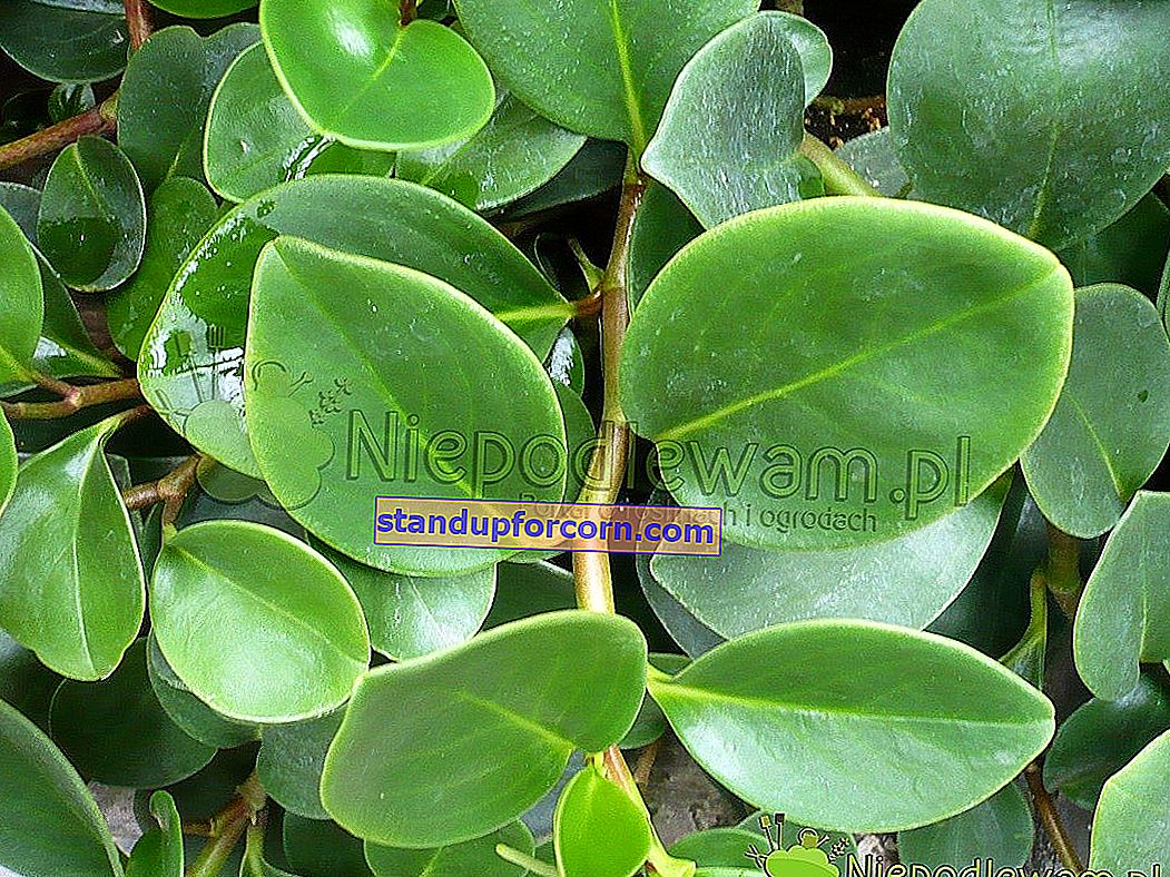 Peperomija - veislės, priežiūra, auginimas