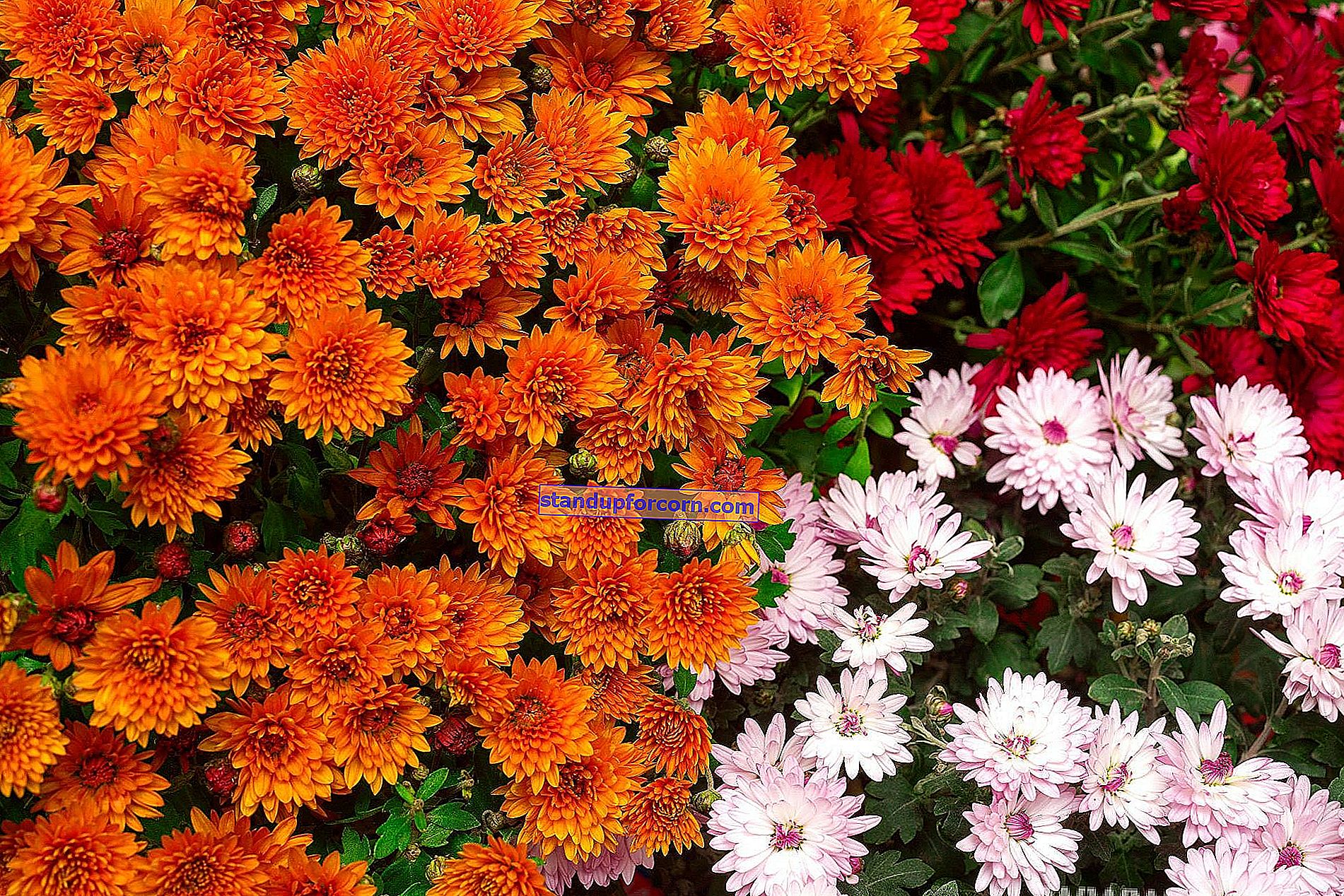 Chrizantemos - auginimas, sodo veislės, dauginimasis