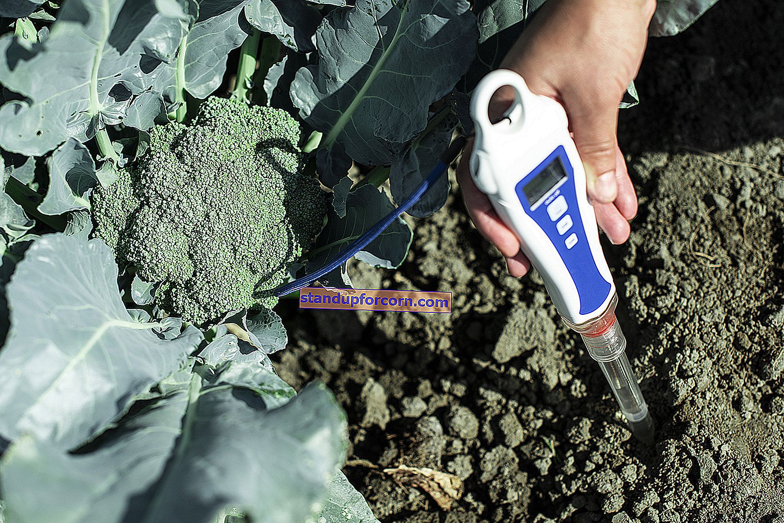 Dirvožemio rūgštėjimas. Kaip ir kuo parūgštinti dirvožemį sode?