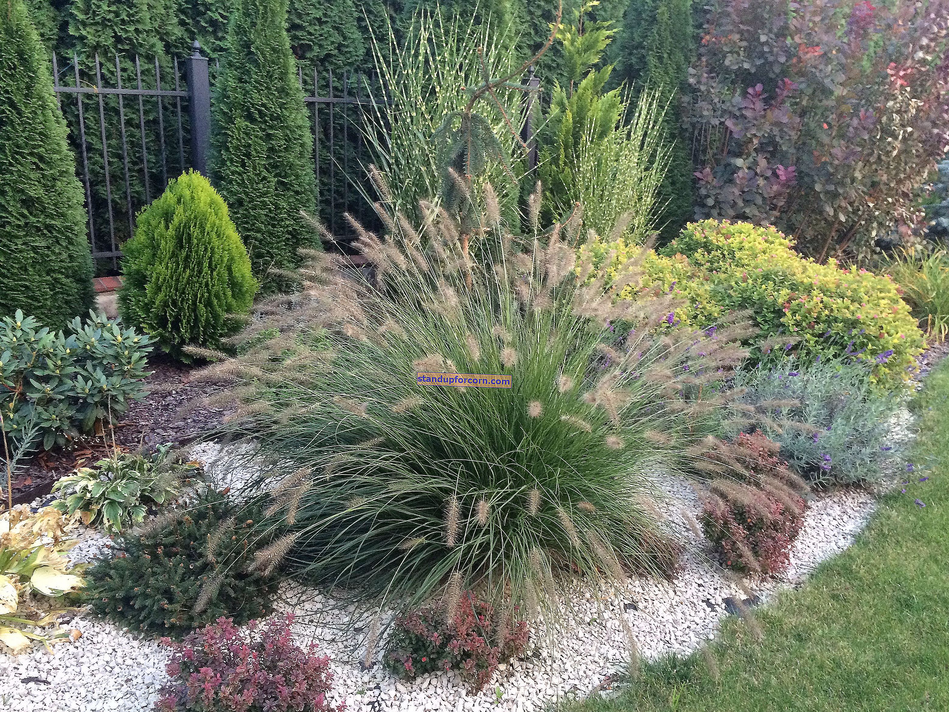 Dekoratyvinės žolės balkonui. Kokią žolę sodinti vazonuose?