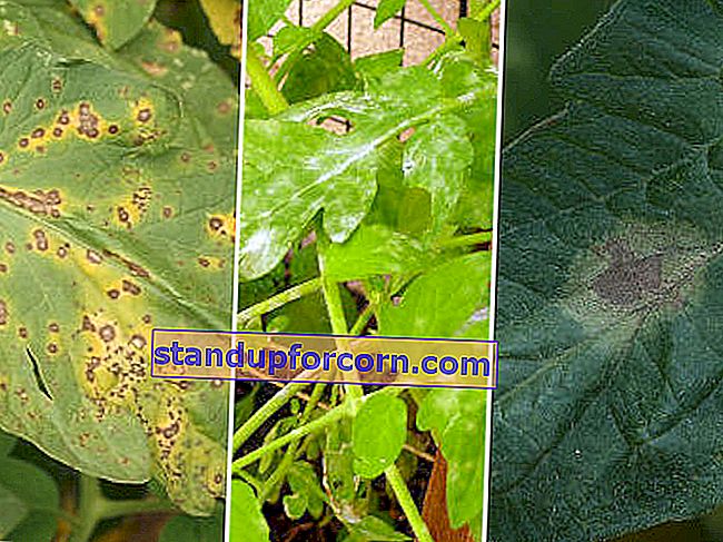 Dėmės ant pomidorų lapų