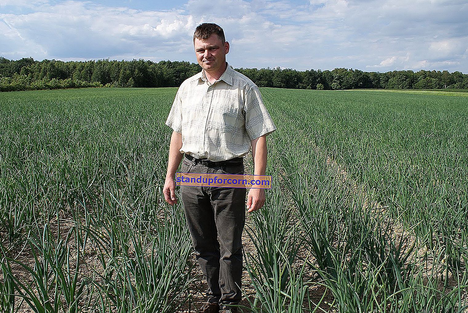 Juodieji serbentai - savybės, auginimas, veislės