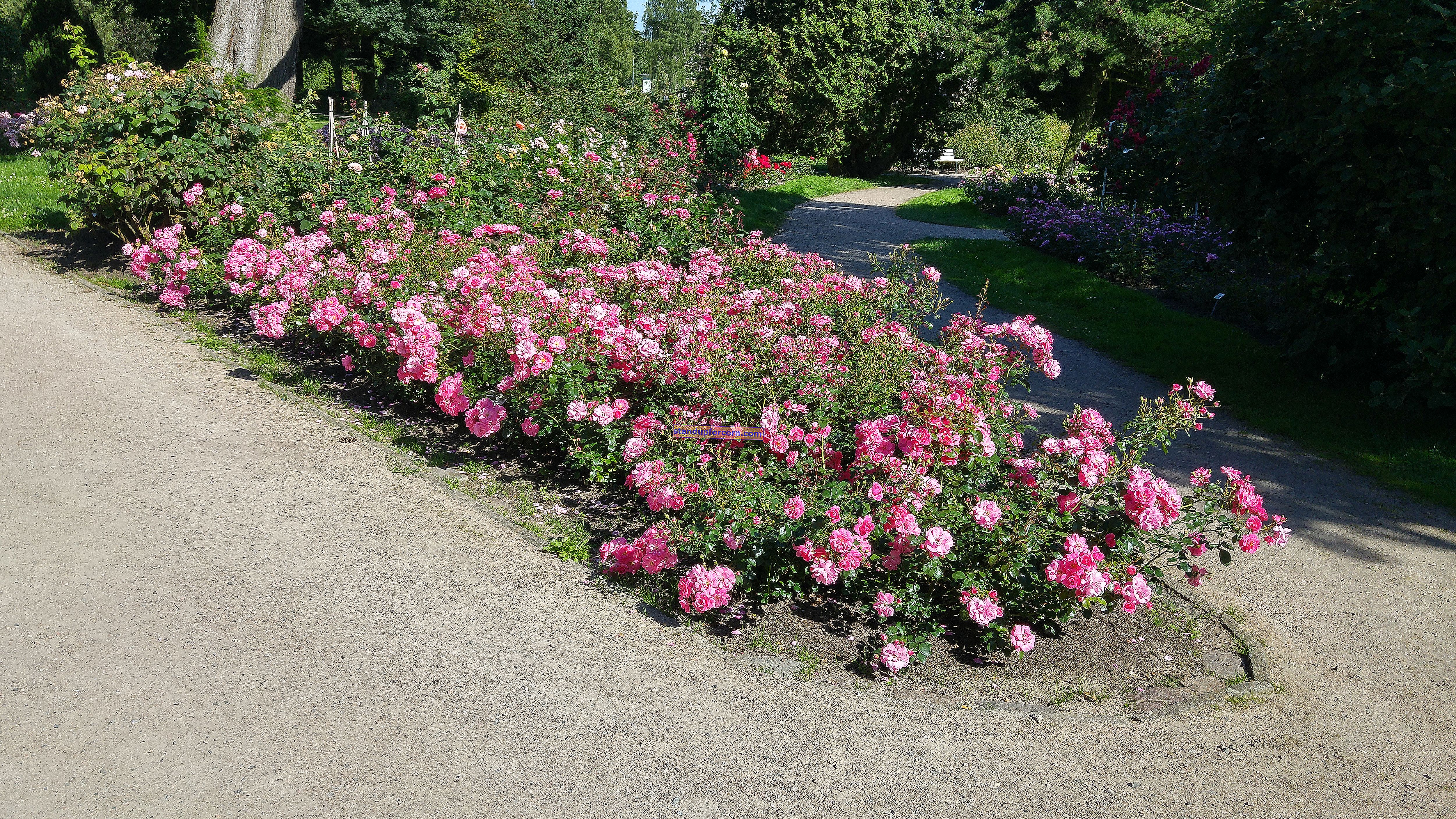 Žemės dangos rožės - veislės, sodinimas, priežiūra