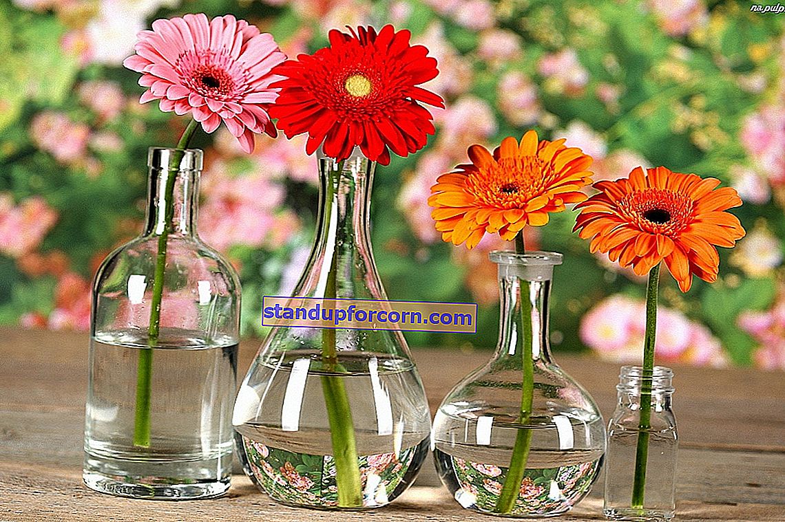 Ką daryti, kad rožės ilgiau išliktų vazoje?