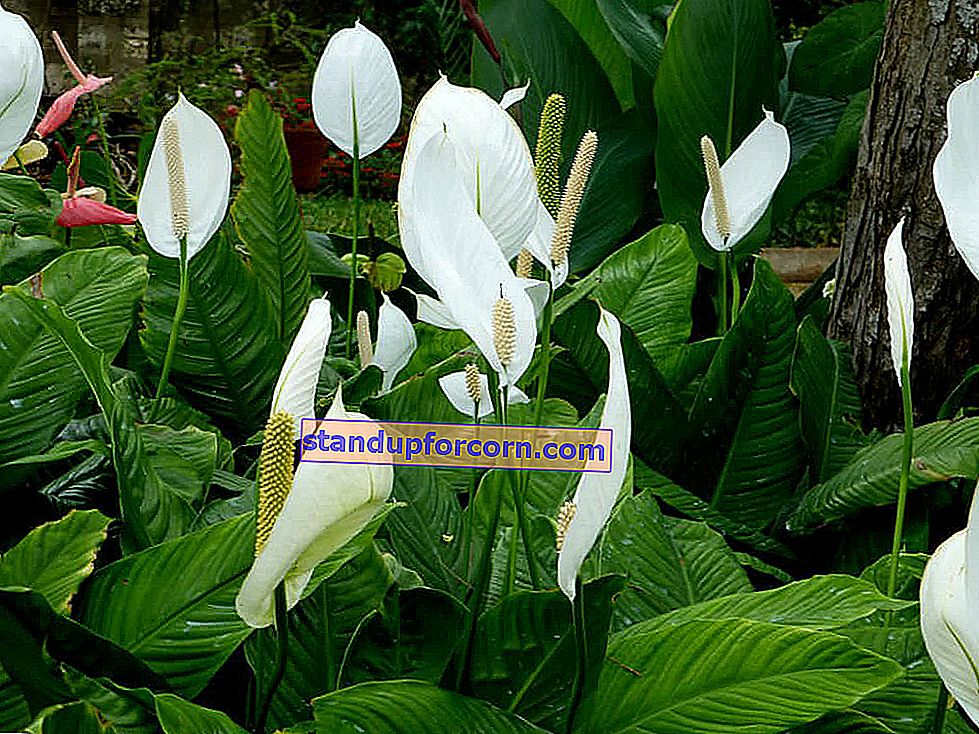 Voliso sparneliai - auginimas, reikalavimai, ligos