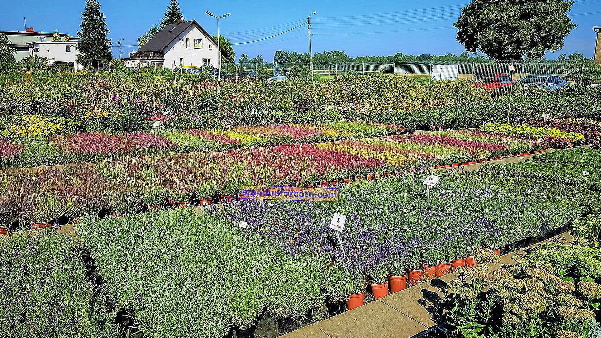 Kodėl tujos pagelsta ir nudžiūsta? 3 dažnos priežastys!