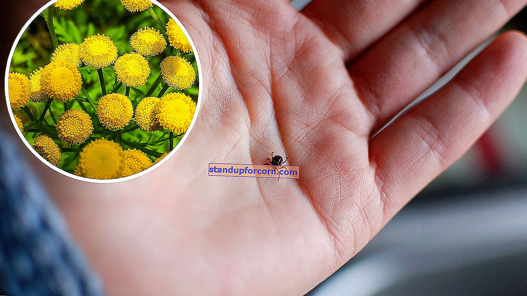 Erkes atbaidantys augalai