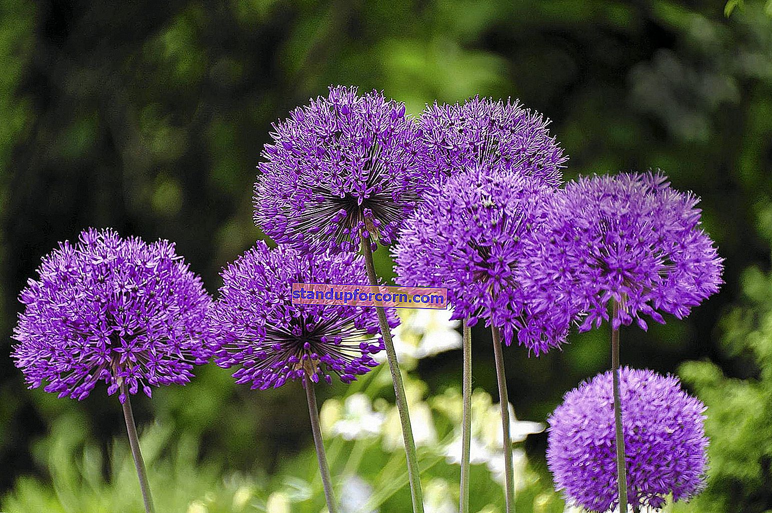 Rudens žiemkenčiai - auginimas, veislės, dauginimasis