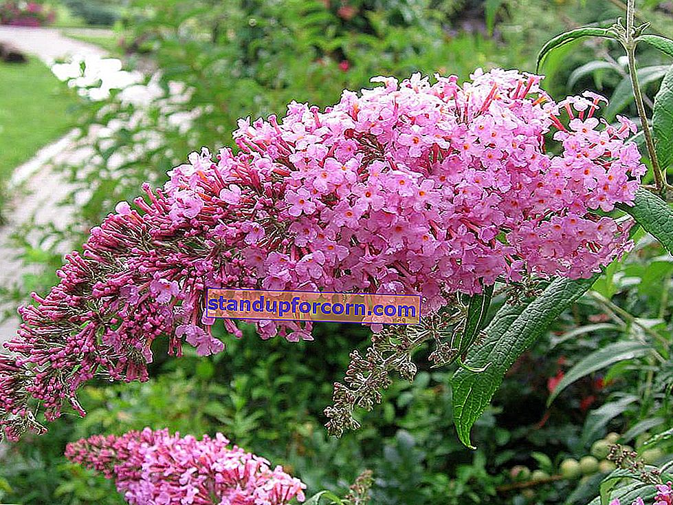 Budleja David, drugelių krūmas - auginimas, veislės, priežiūra