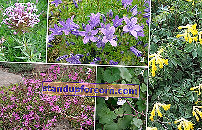 Ant alpinizmo ilgai žydinčios gėlės