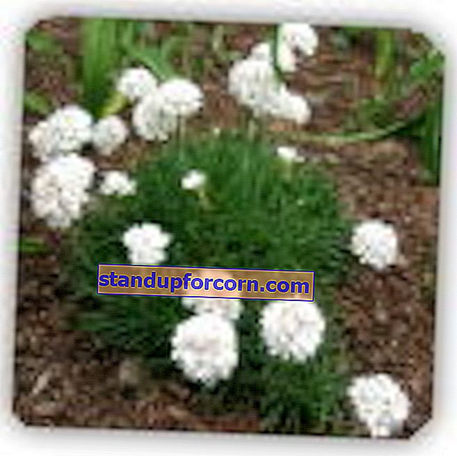 Pakrantės nuolydis, Armeria maritima - auginimas, veislės, dauginimasis