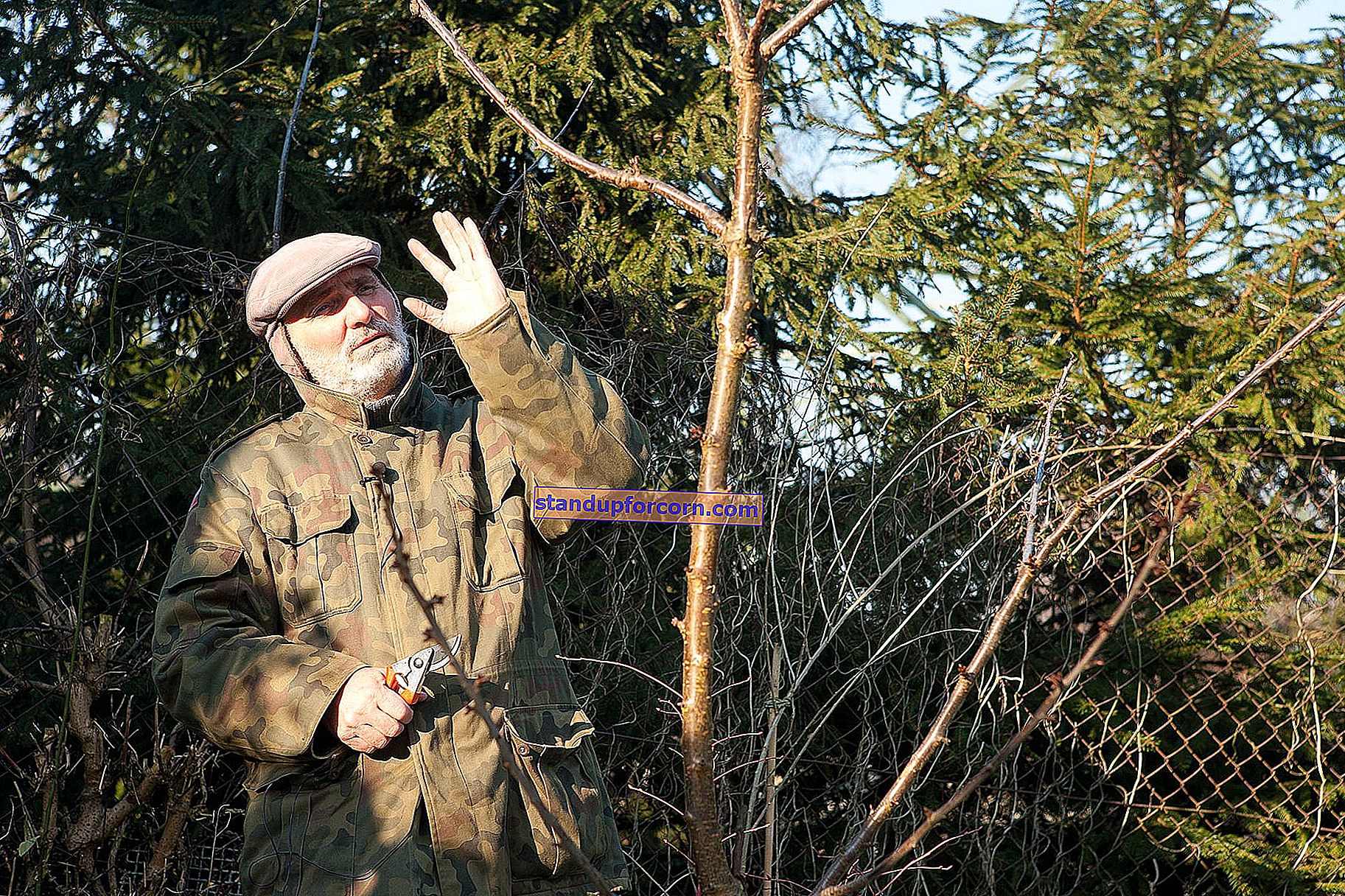 Kriaušių genėjimas - kada ir kaip genėti kriaušes