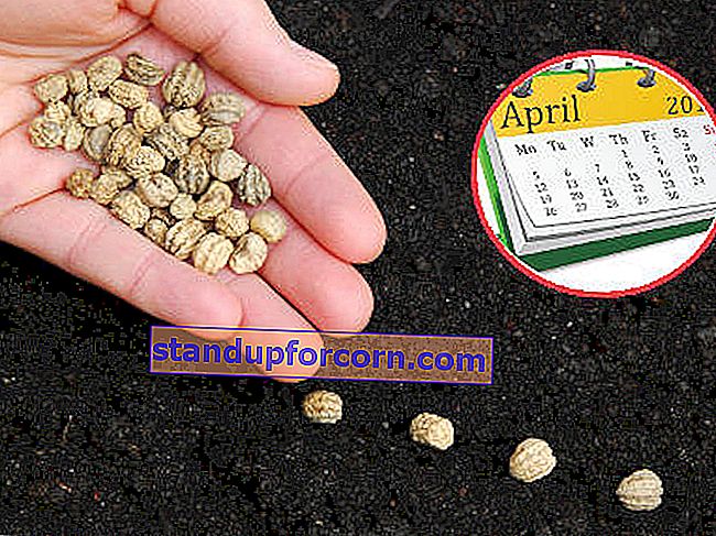 ką sėjame balandžio mėnesį