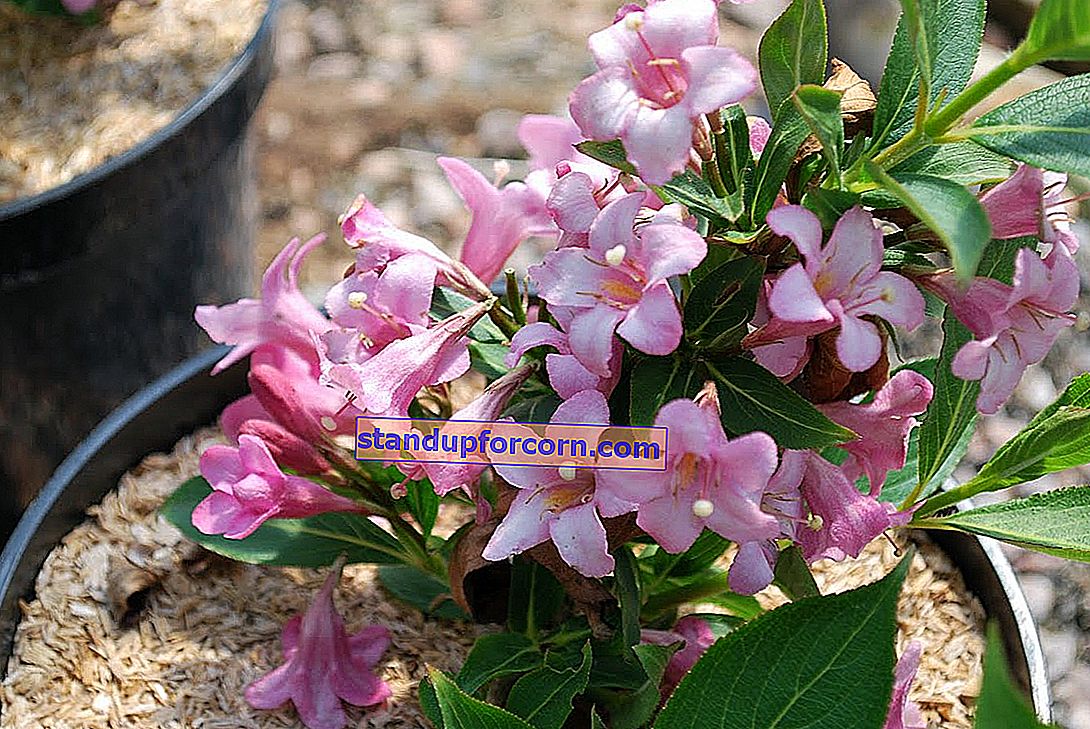 Kamčiatkos uoga - veislės, auginimas, sodinimas, dauginimas