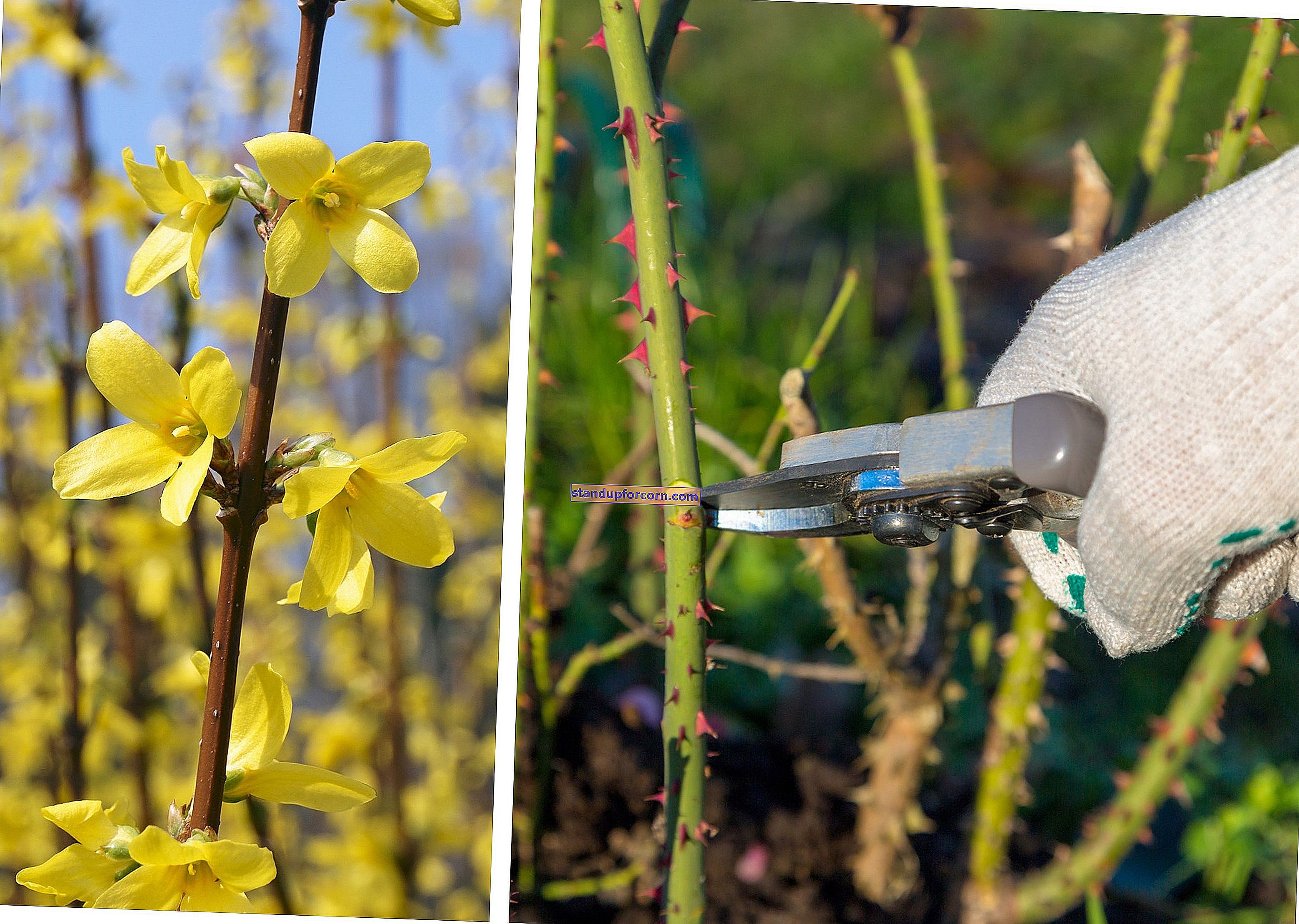 Genėti rožes. Kaip ir kada genėti rožes?