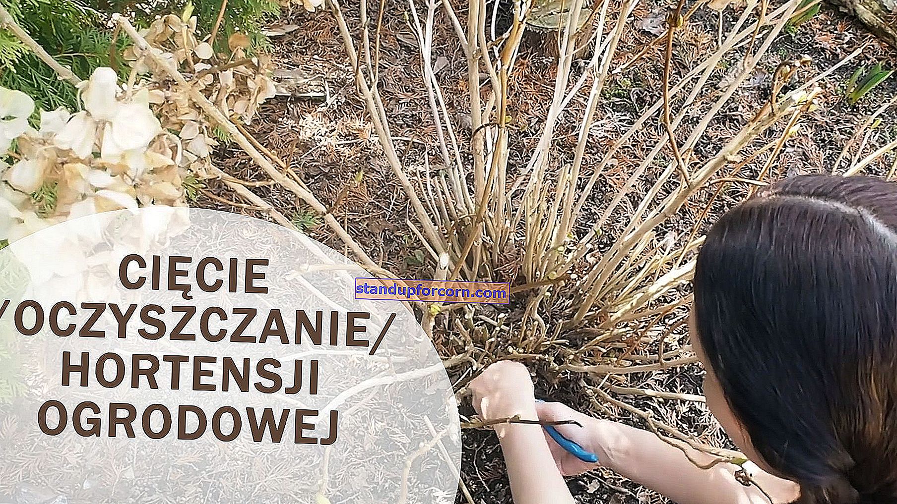 Kaip ir kada apkarpyti tujas