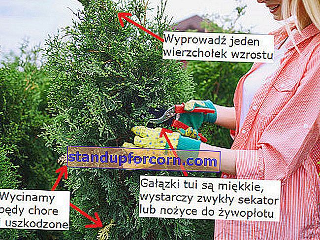 Kaip apkarpyti tują