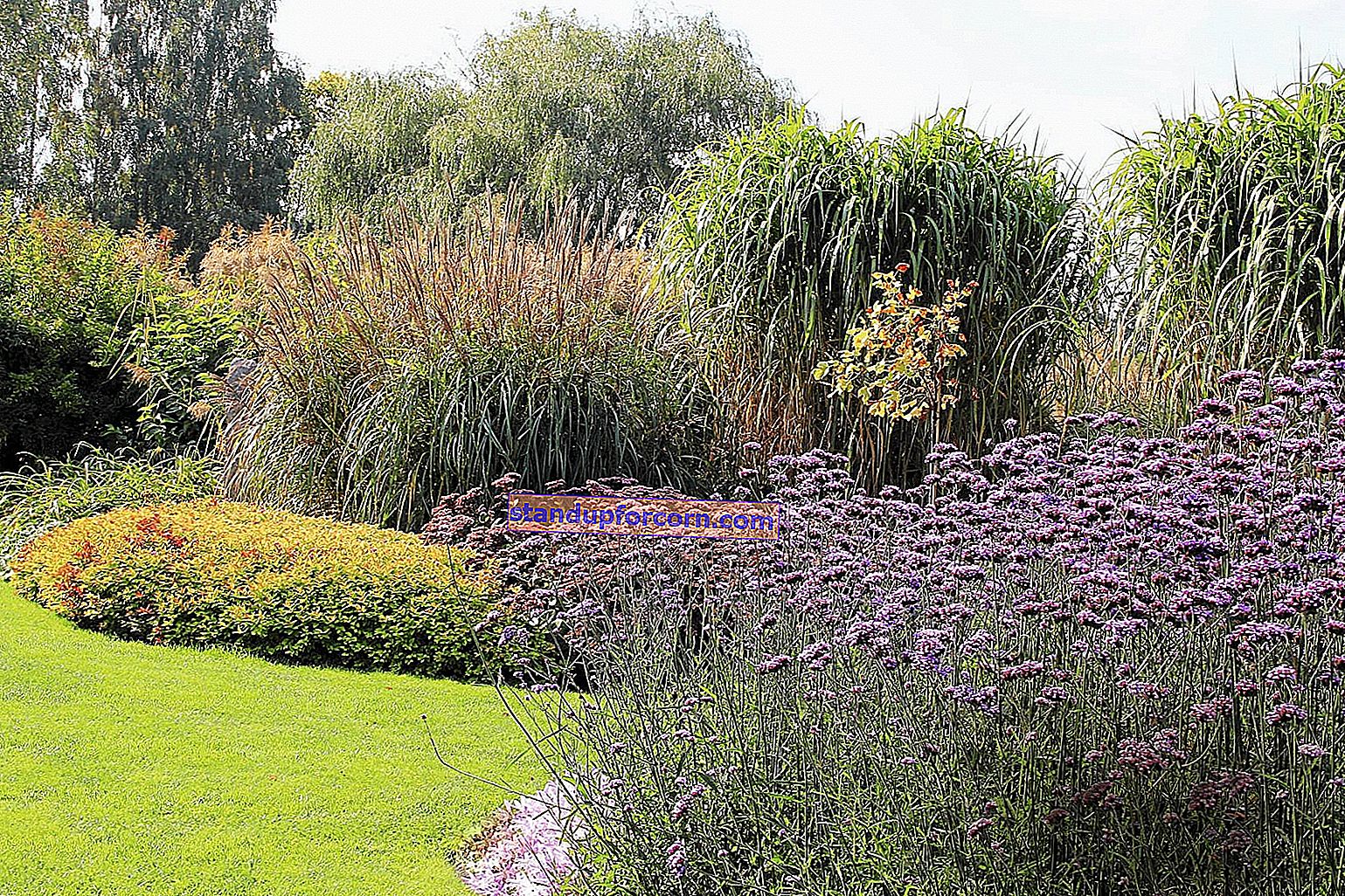 Verbena - auginimas ir priežiūra