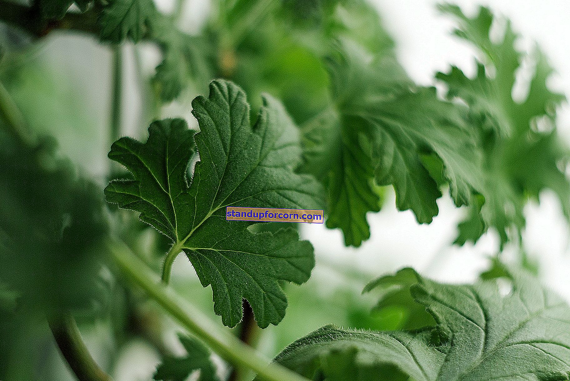 Zamiokulkas agrastas - priežiūra, dauginimasis, ligos