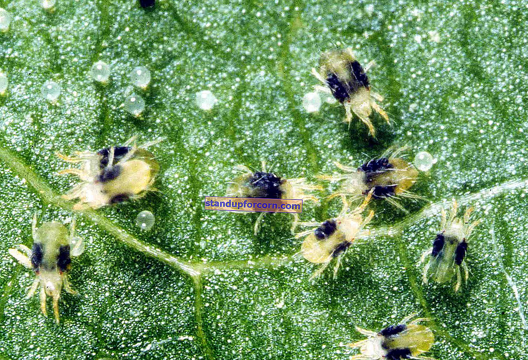 Pušies voratinklinė erkė ant spygliuočių - simptomai, nuotraukos, kontrolė