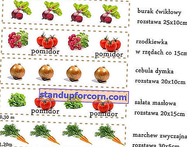 Daržovių sodas pradedantiesiems