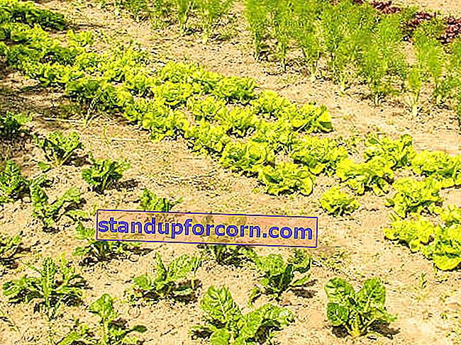 Daržovių sodas pradedantiesiems