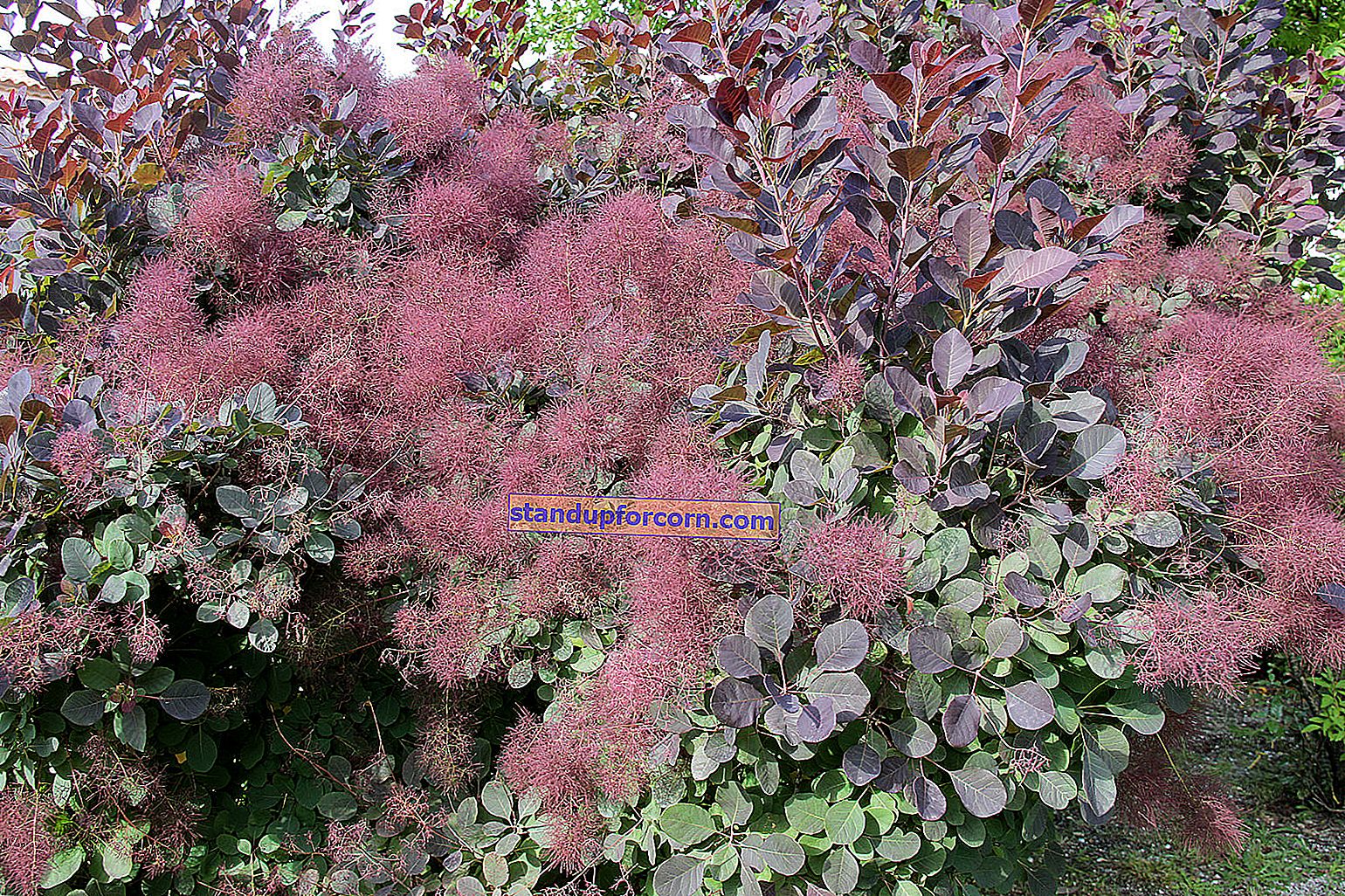 Stambiažiedis praskiedimas - priežiūra, auginimas, dauginimas