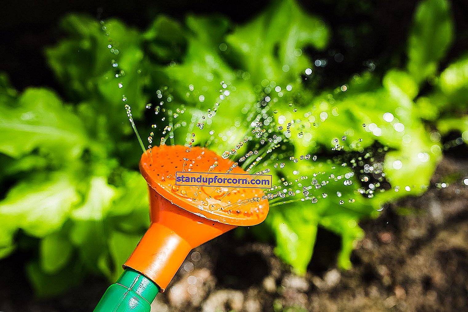 Mielių purškimas pomidorais ir agurkais