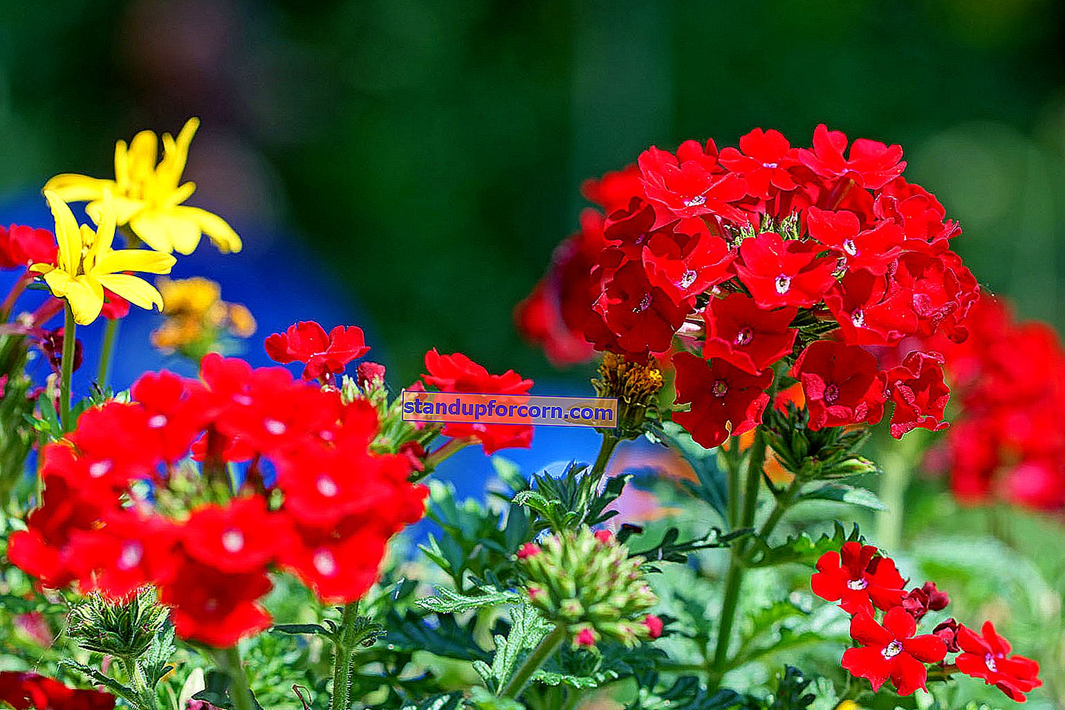 Šluotos šluota - auginimas, pjovimas, dauginimas