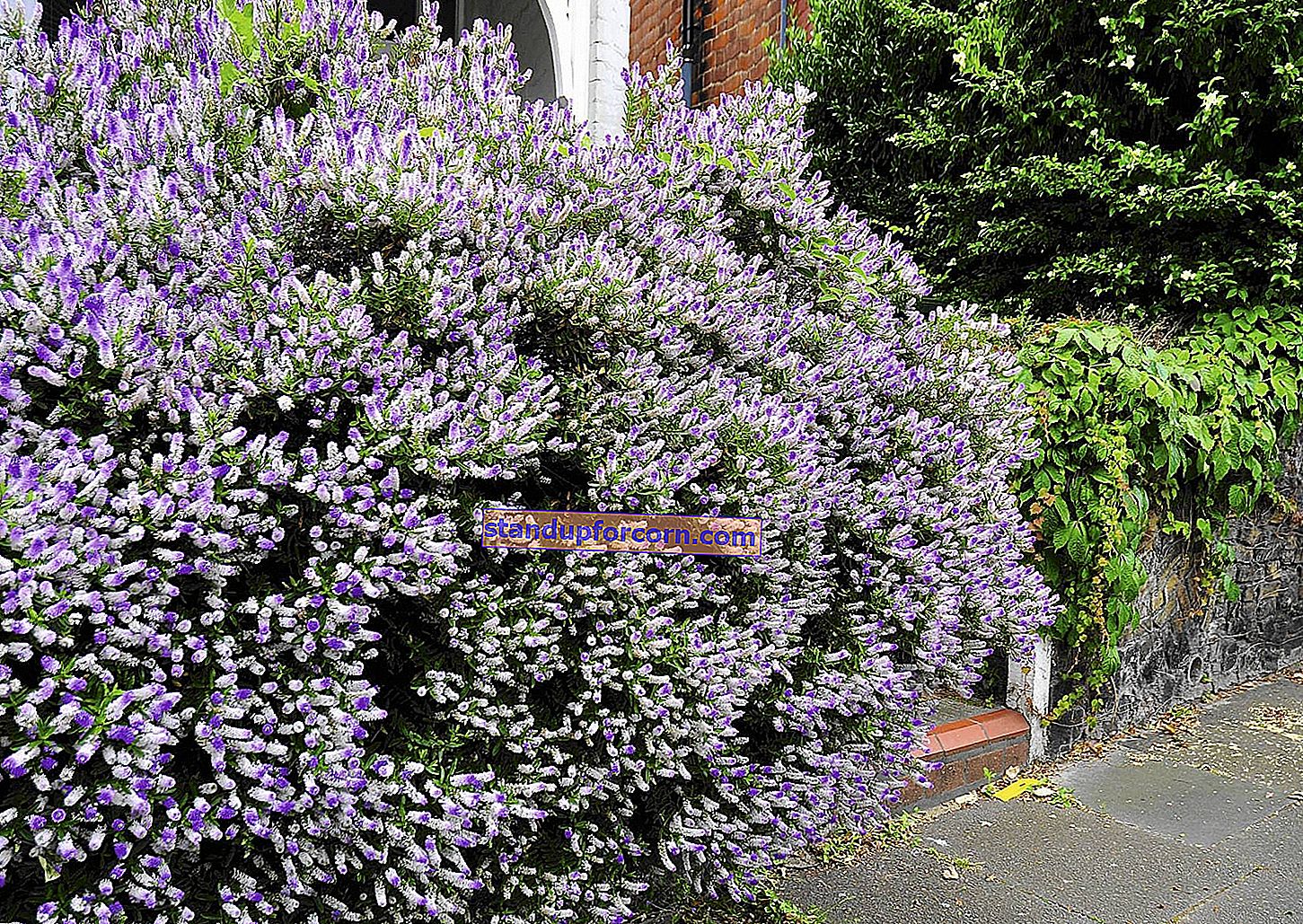 Hebe - sodo augalas - auginimas ir priežiūra