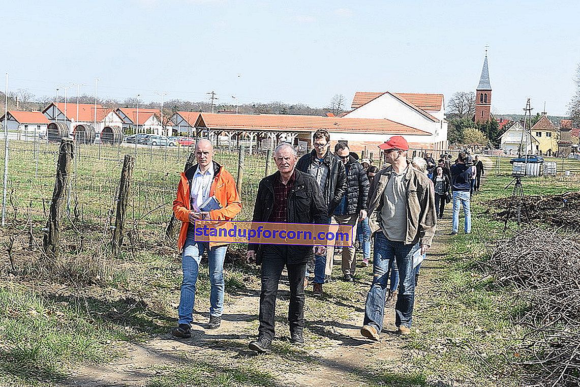 Vynmedžio pjovimas. Kaip ir kada genėti vynmedį?